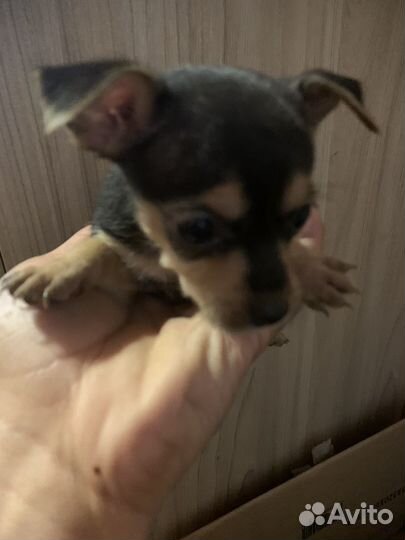 Русский той-терьер