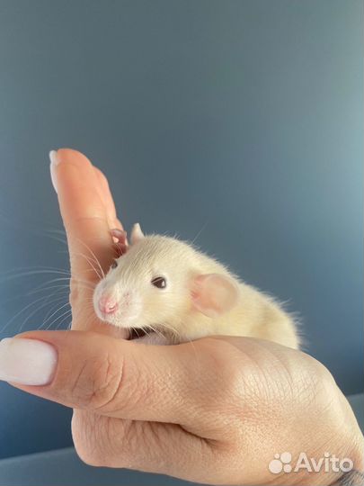 Крыса Дамбо