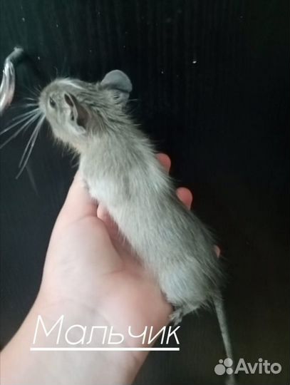 Белки дегу