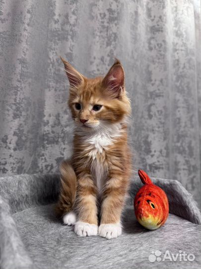 Котенок Мейн-кун