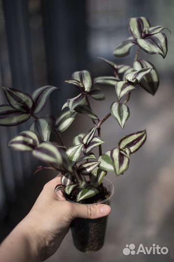 Традесканция зебрина