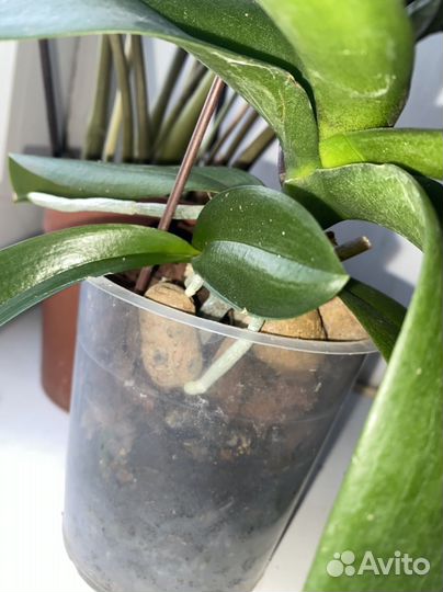 Орхидея леко фантастик с деткой