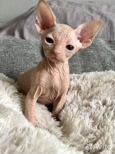 Канадский сфинкс