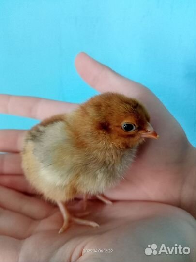 Инкубационное яйцо