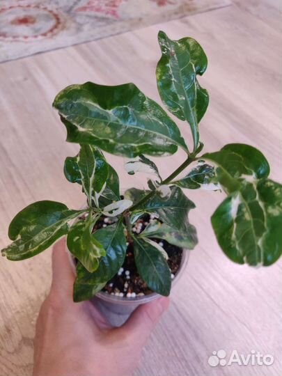 Гардения вариегата Августа, фиалки