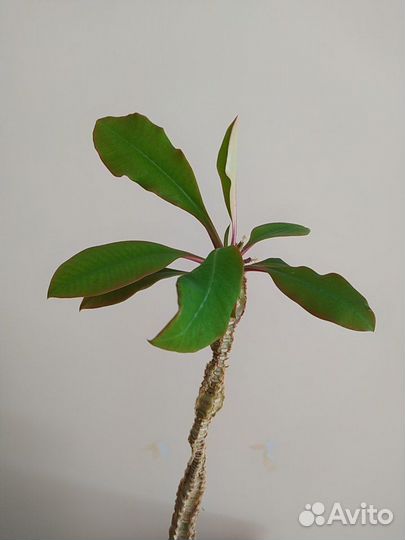 Молочай в добрые руки