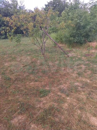 Участок 6 сот. (СНТ, ДНП)