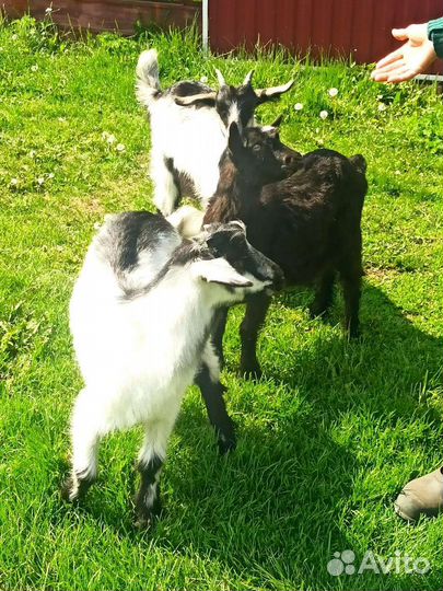 Коза дойная
