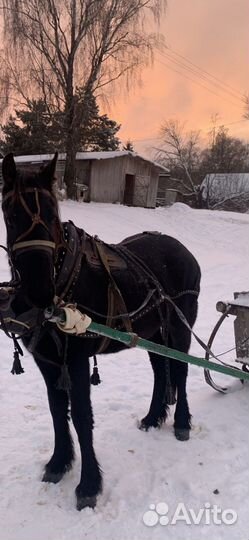 Хомут 2,5 со шлеёй