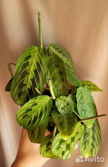 Маранта Триколор