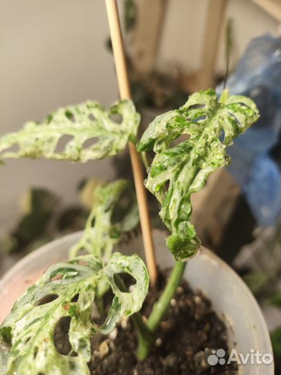 Монстера фрозен фриклес