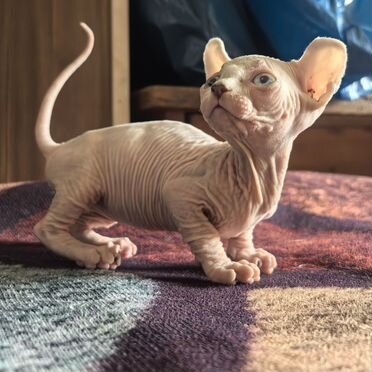 Канадский сфинкс котёнок