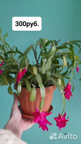 Комнатные растения