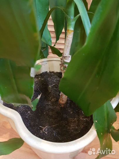 Пальма драцена душистая