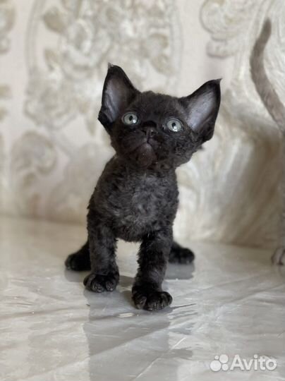 Девон-рекс кошка