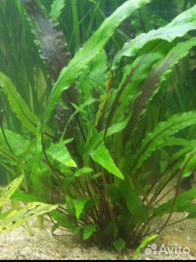 Криптокорина