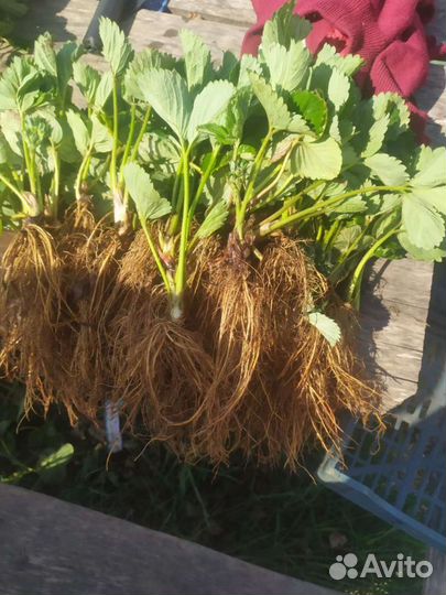 Рассада клубники