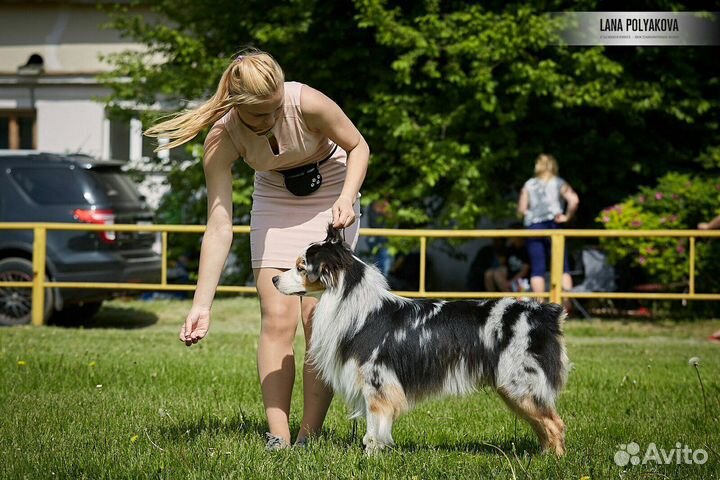 Кобель аусси на вязку