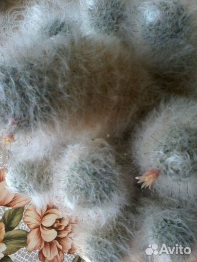 Пушистый кактус