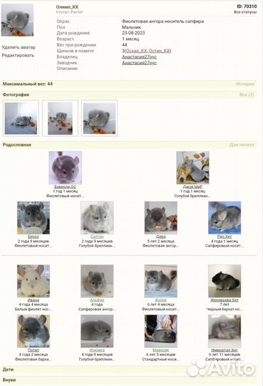 Шиншилла Фиолетовая Ангора