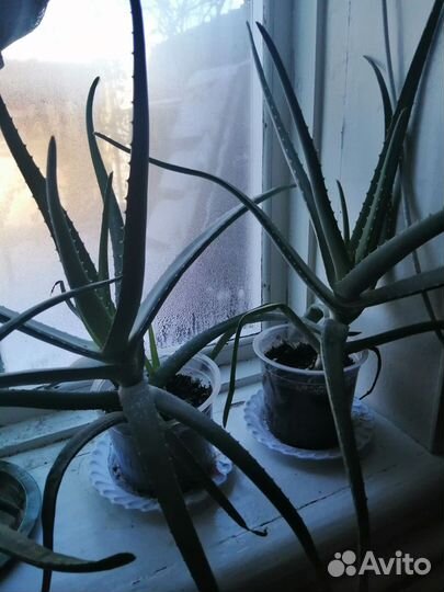 Алоэ древовидное лечебное