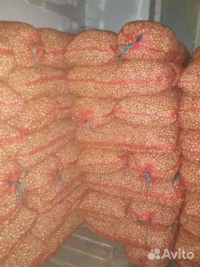 Лук севок оптом