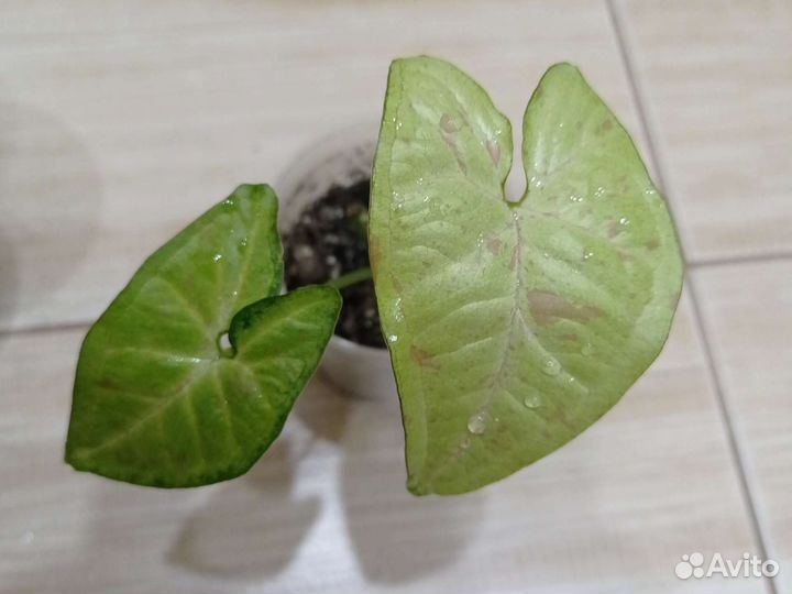 Сингониум конфетти триколор