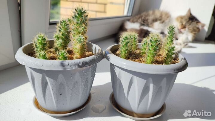 Кактусы бесплатно