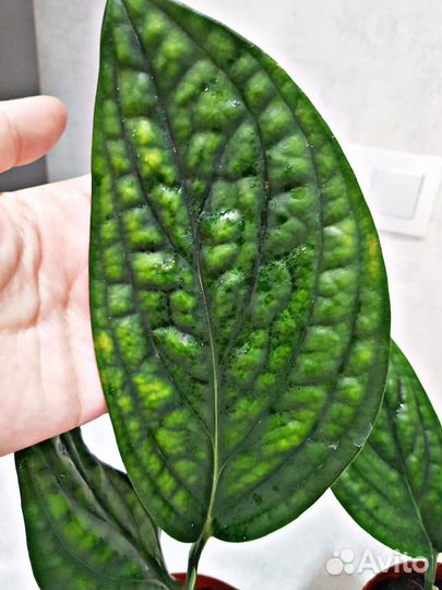 Лианы сортовые