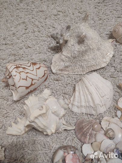 Огромный пакет ракушек и морских звезд