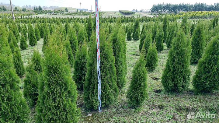 Туя Смарагд. Туи в горшках и в комах