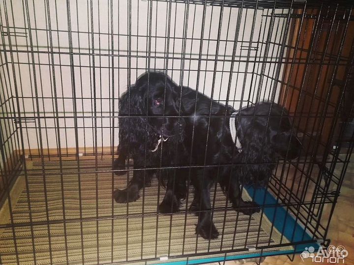 Клетка для большой собаки