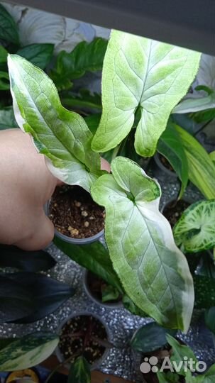 Сингониумы