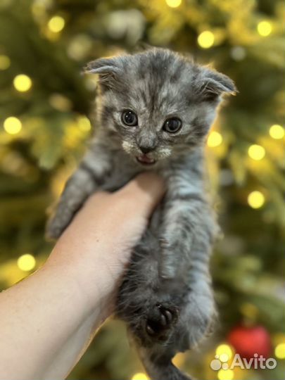 Отдам кота в добрые руки