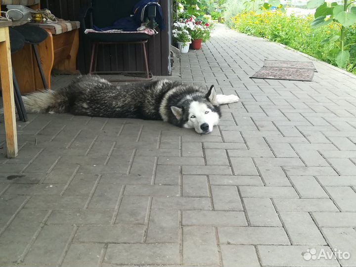 Кобель хаски вязка