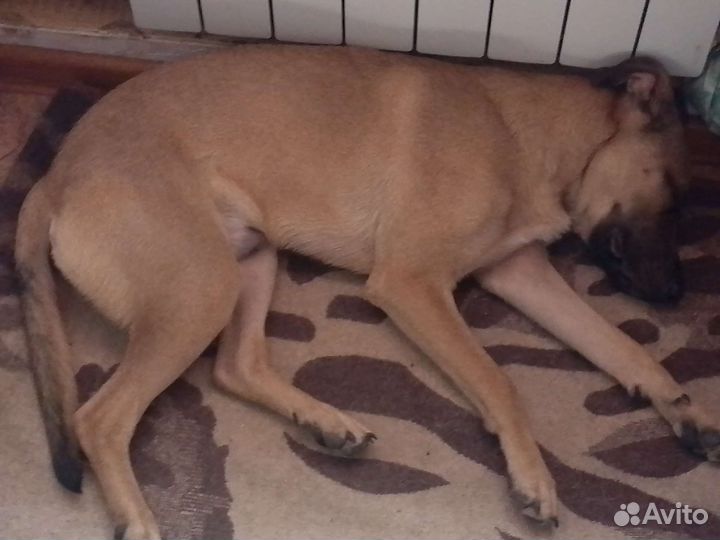 Собака в добрые руки