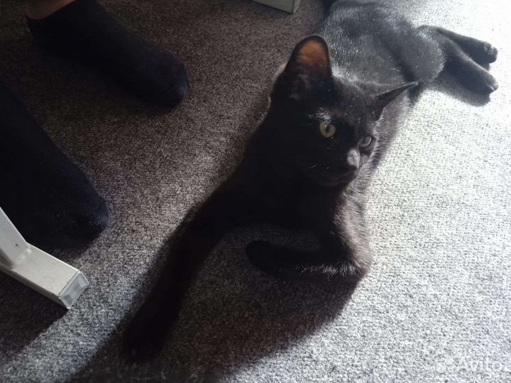 Особенная Кошка в дар