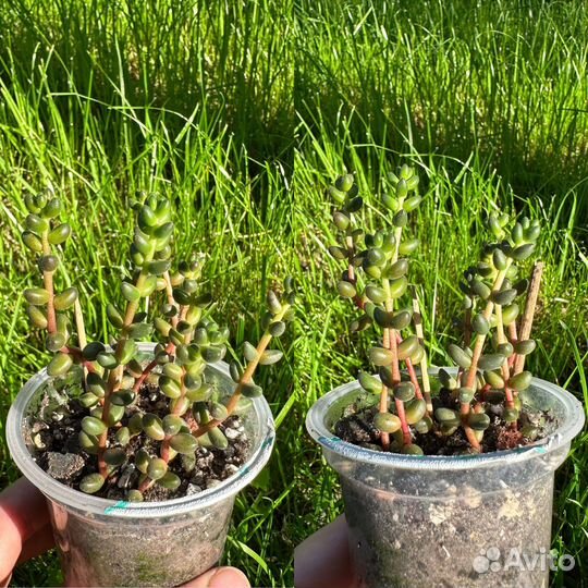 Суккуленты