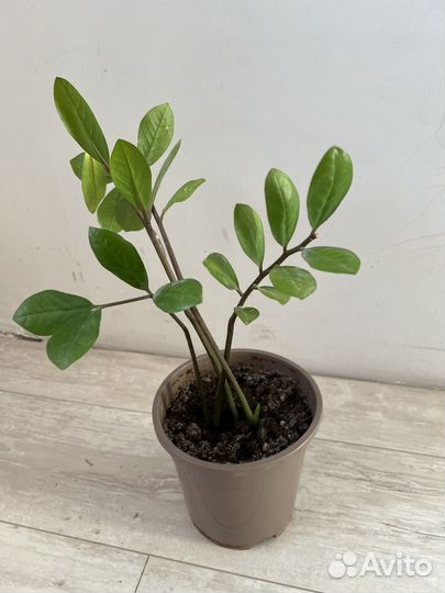 Замиокулькас долларовое дерево