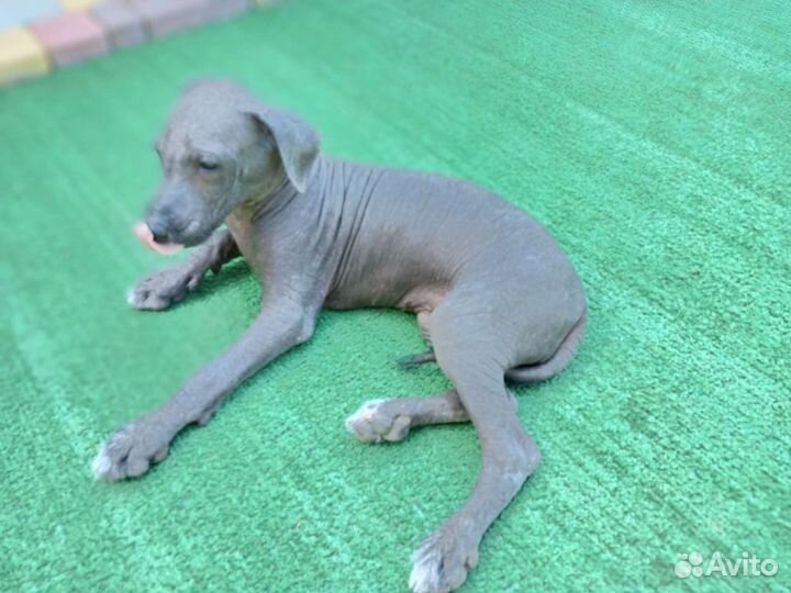 Лысый друг, ксоло