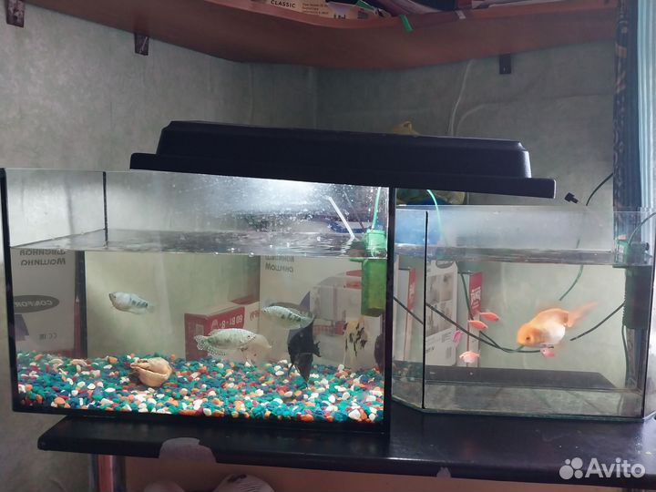 Аквариум с рыбками бу