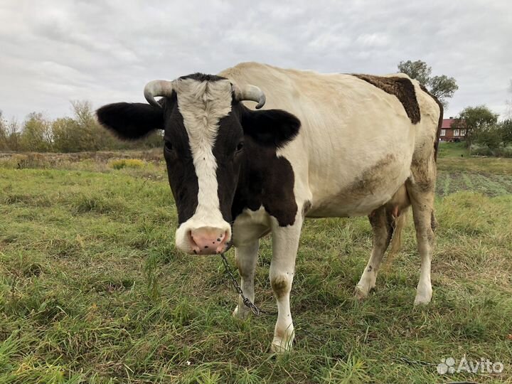 Корова дойная