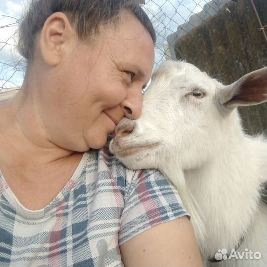 Телята и дойные козы