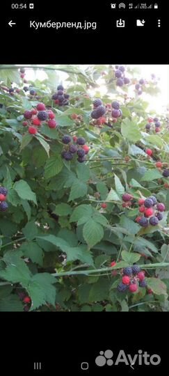 Малина Кумберленд рассада