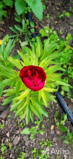 Пионы розовые, бледно-розовые, красные, фуксия