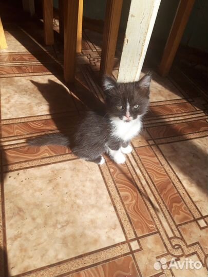 Животные в добрые руки