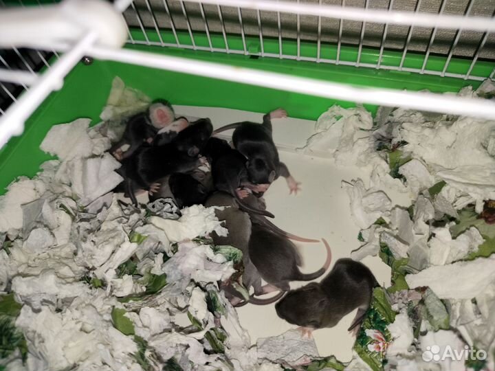 Продаю крыс