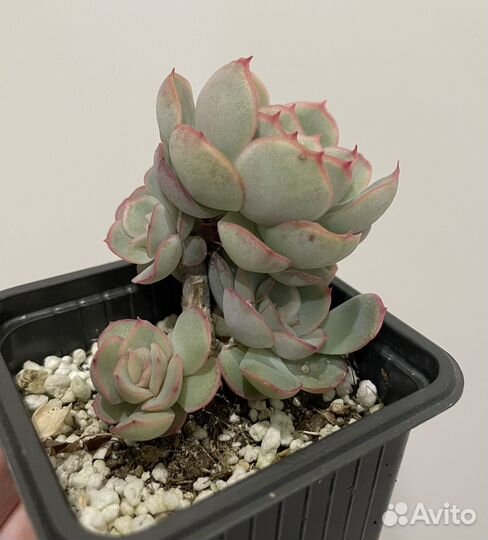 Эхеверия, седум (суккуленты)