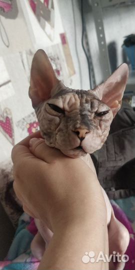 Кошка сфинкс бесплатно