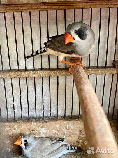 Зебровые амадины